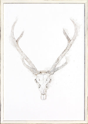 Craneo de venado