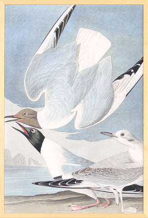 Audubon – Gaviota de Bonaparte