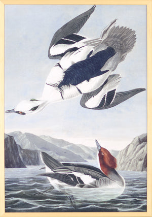 Audubon – Monja blanca