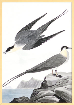 Audubon – Yáger Ártico