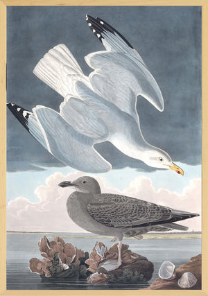 Audubon – Herring Gull
