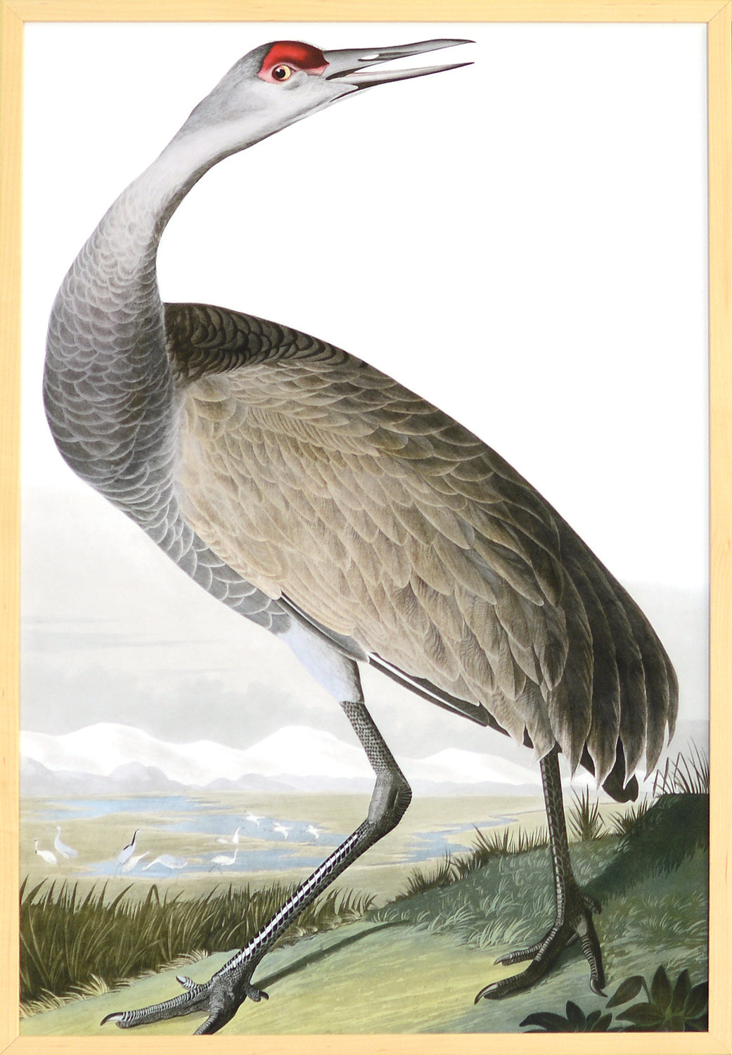 Audubon – Grulla vocinglera