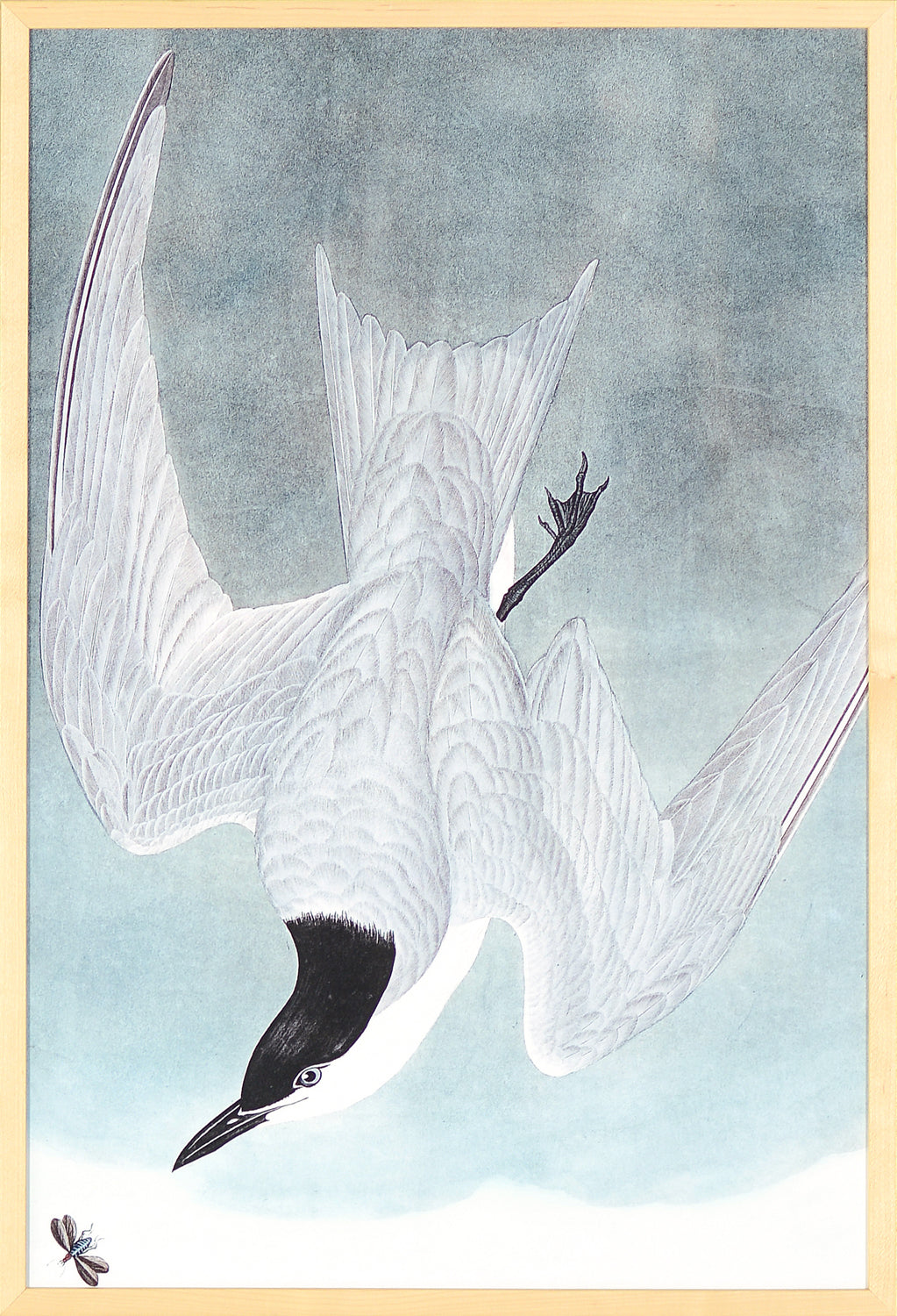 Audubon – Marsh Tern