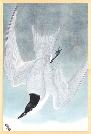 Audubon – Marsh Tern