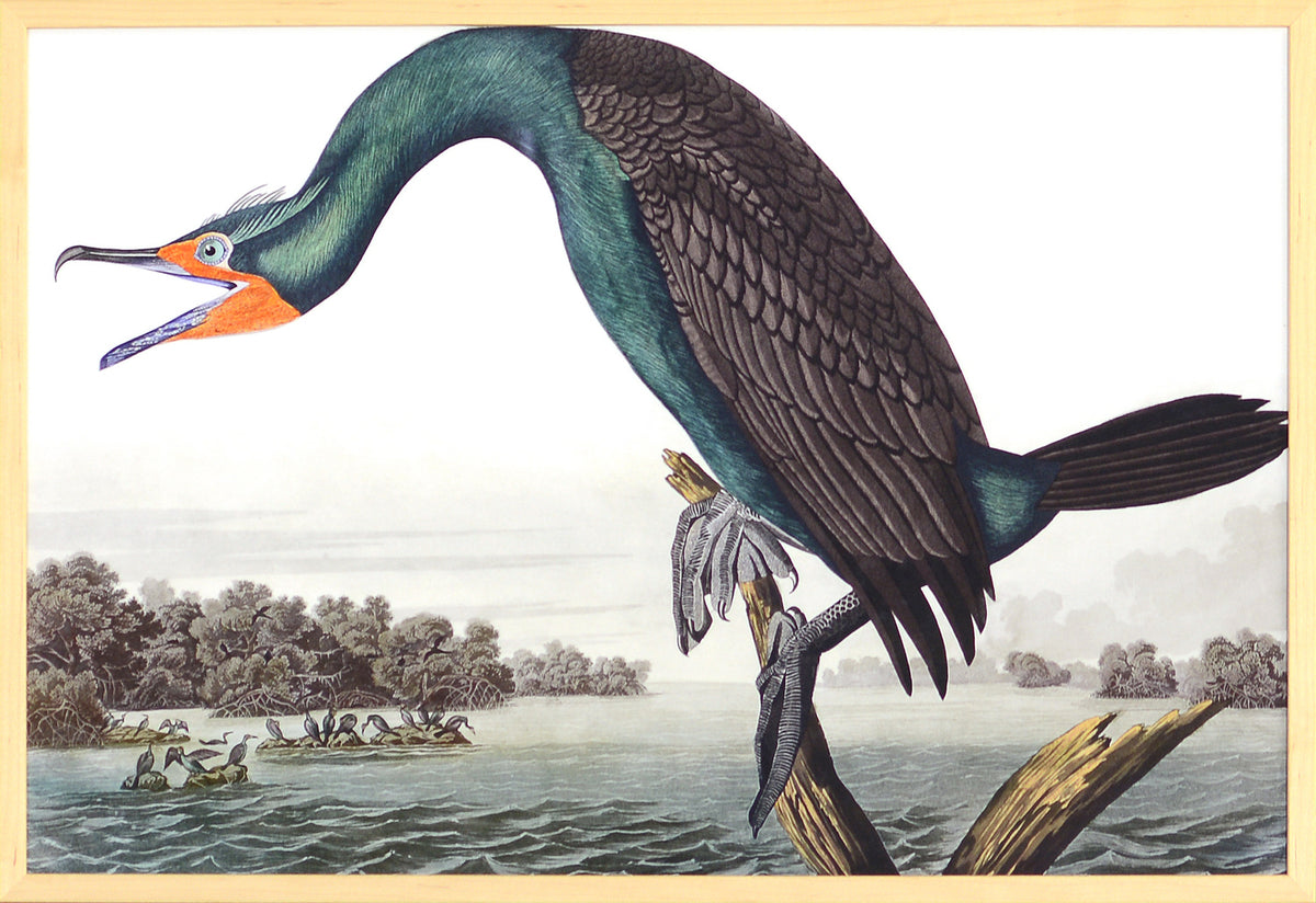 Audubon – Cormorán de Florida