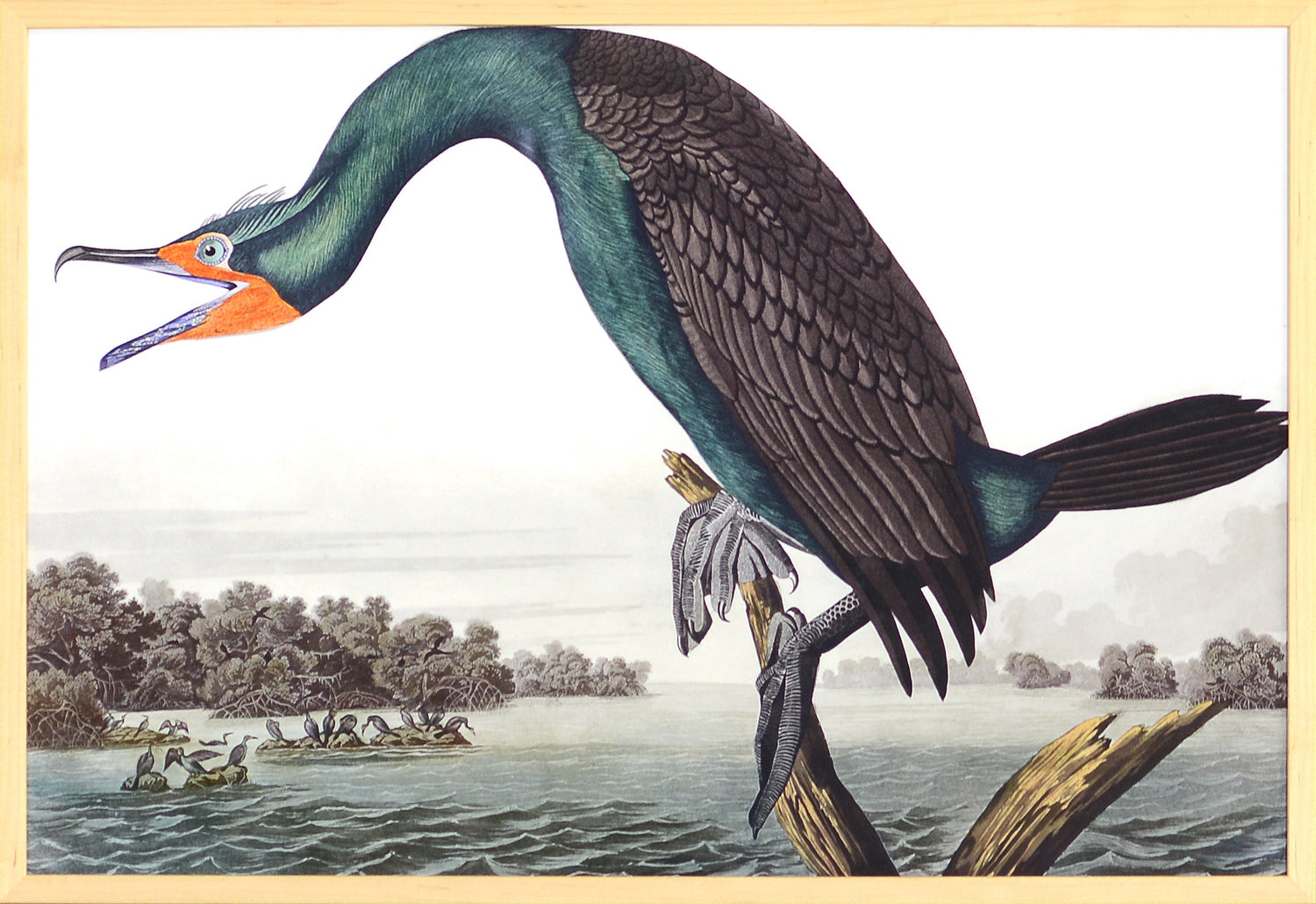 Audubon – Cormorán de Florida