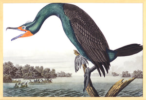 Audubon – Cormorán de Florida