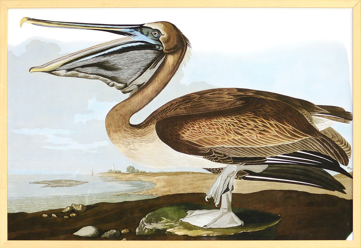 Audubon – Pelícano pardo