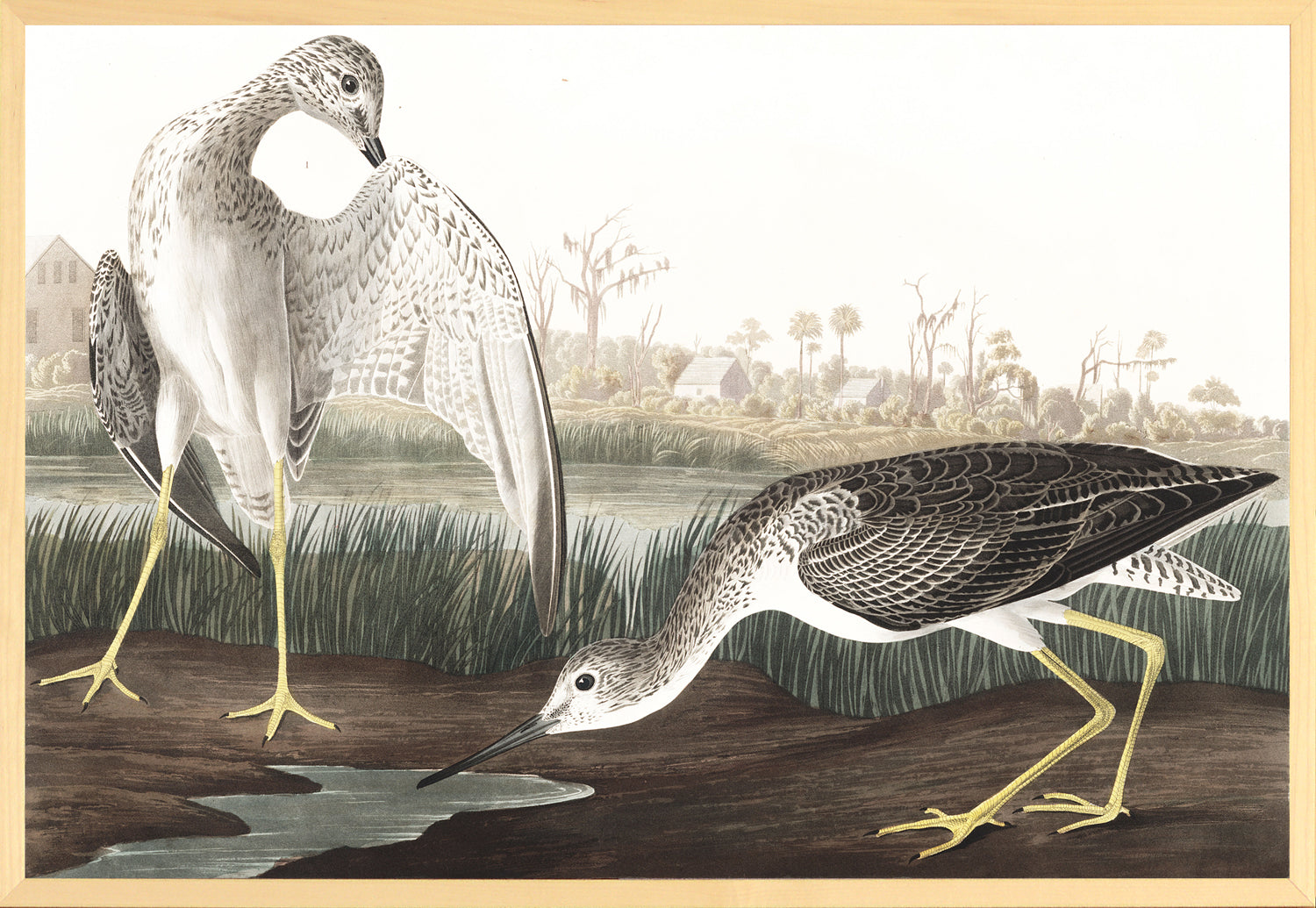 Audubon – Agachadiza colirreloj