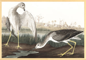Audubon – Agachadiza colirreloj