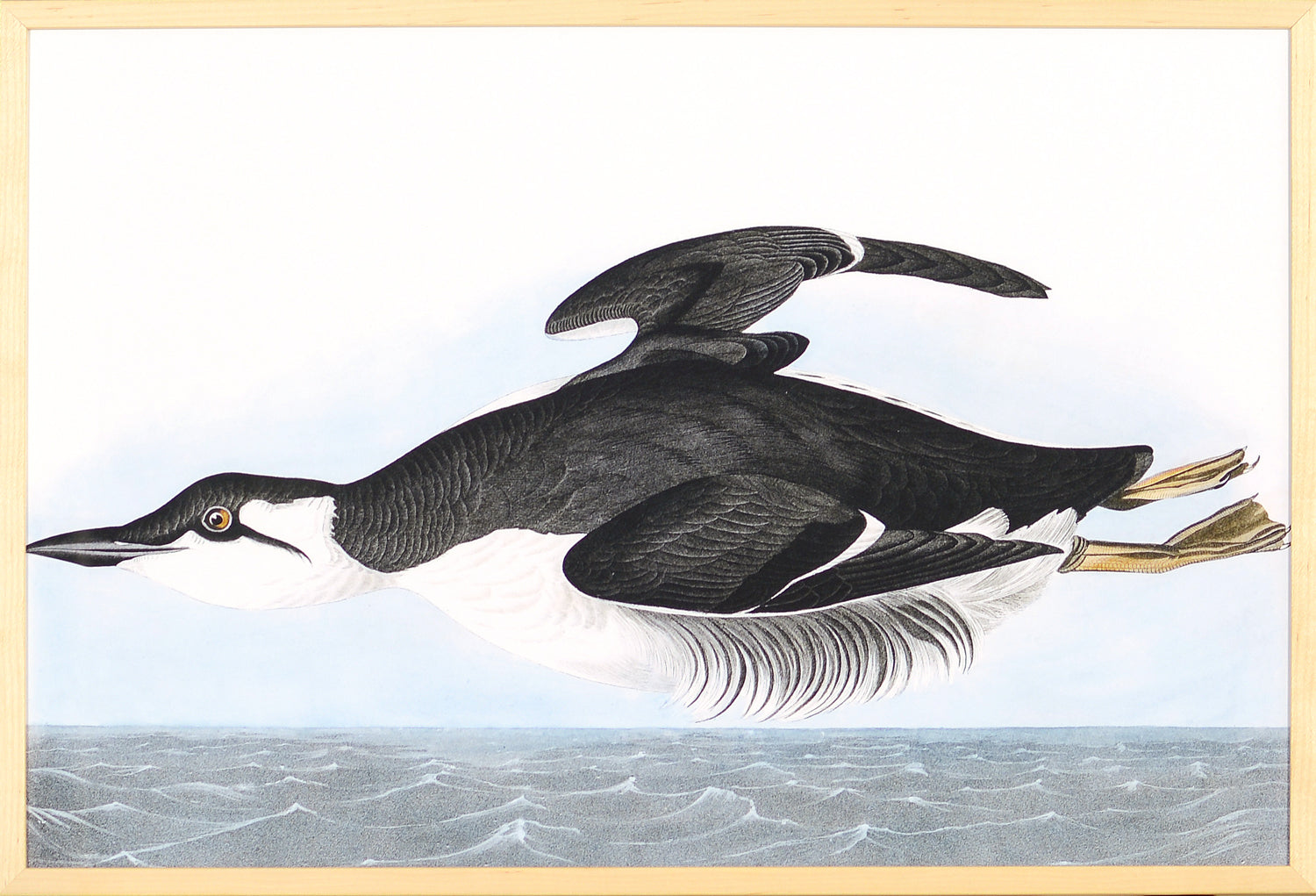 Audubon – Uria Brunnichi