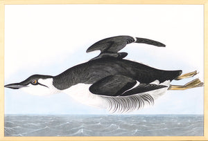 Audubon – Uria Brunnichi