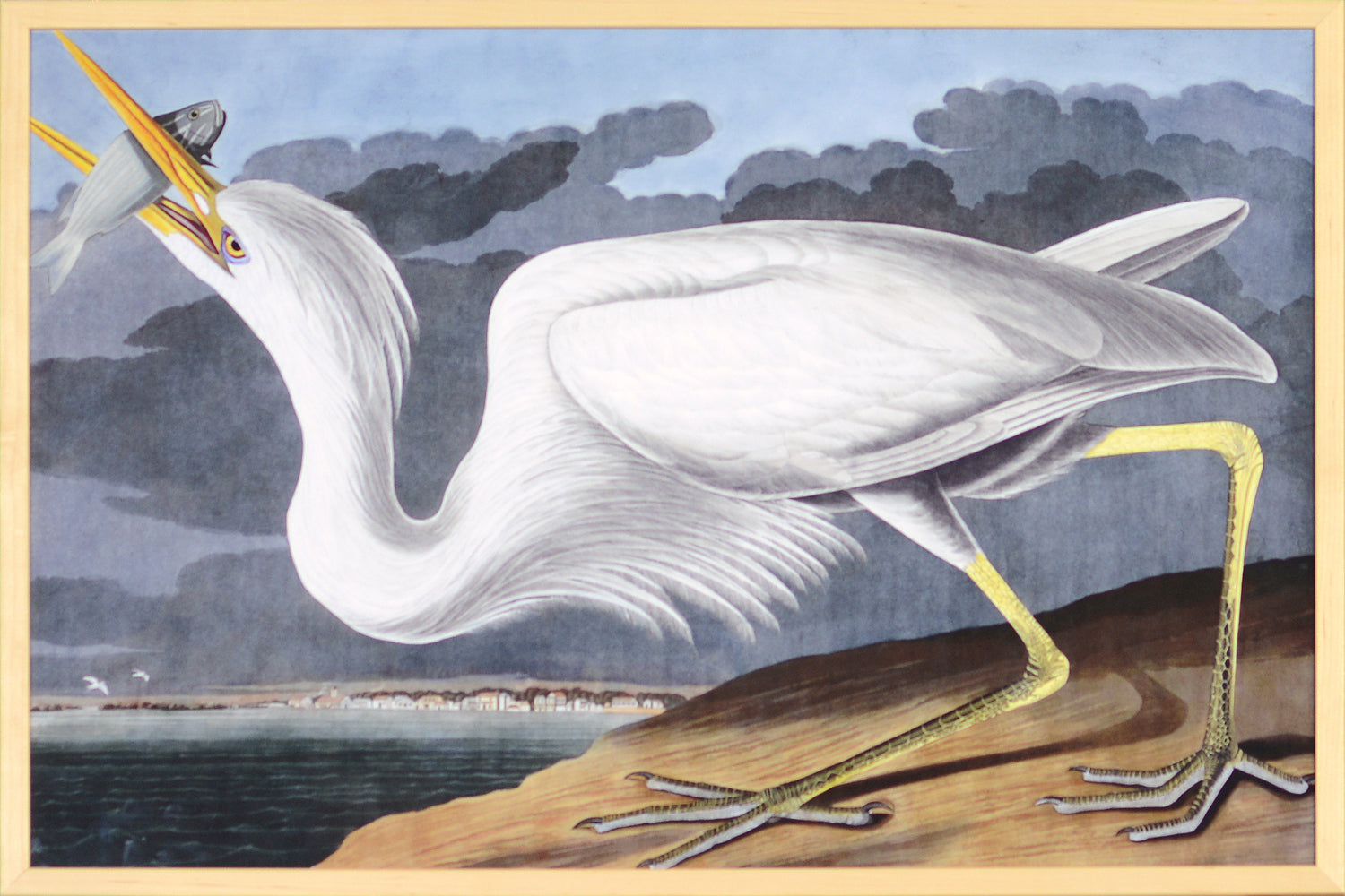 Audubon – Gran Garza Blanca