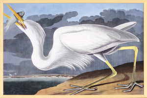 Audubon – Gran Garza Blanca