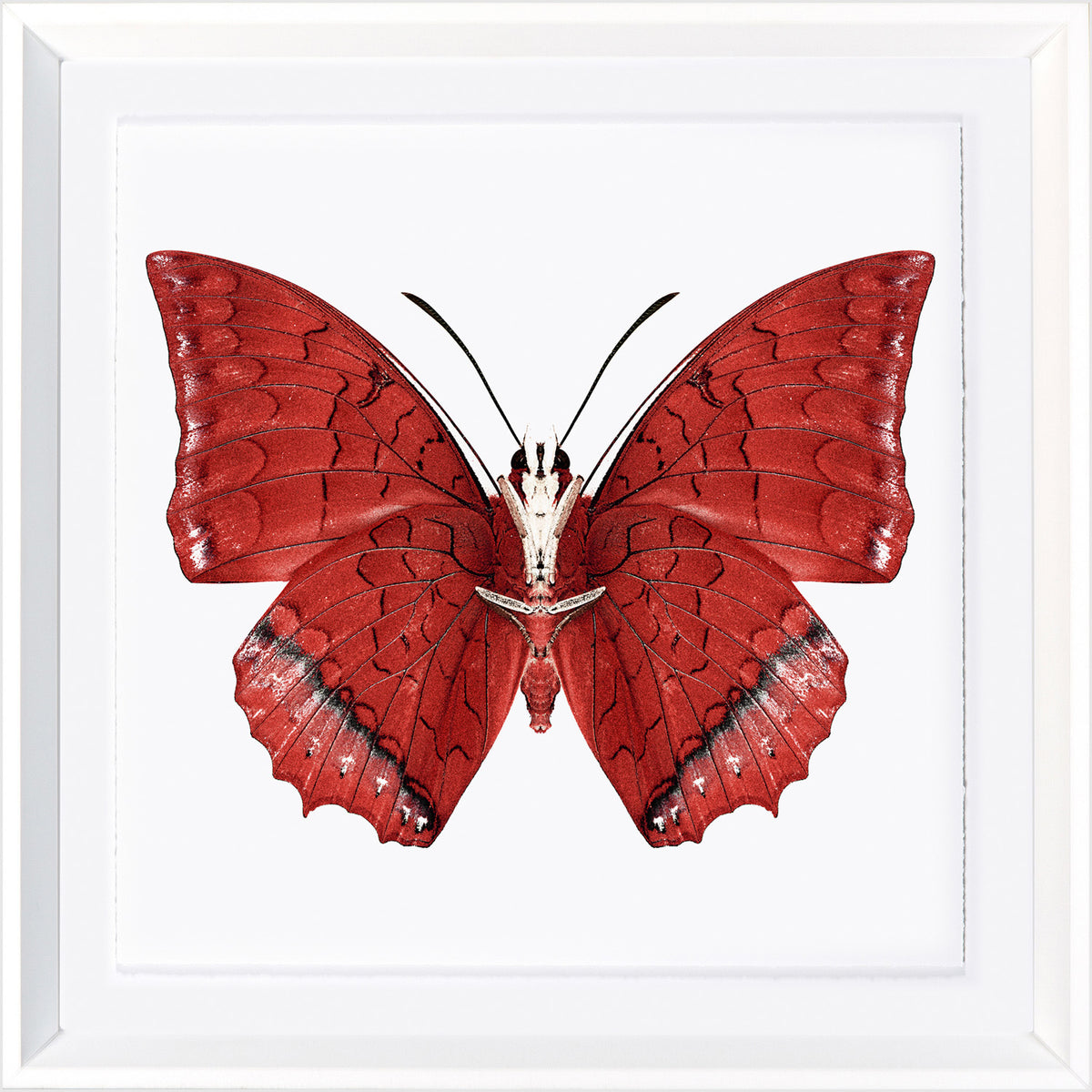 Mariposas vívidas I