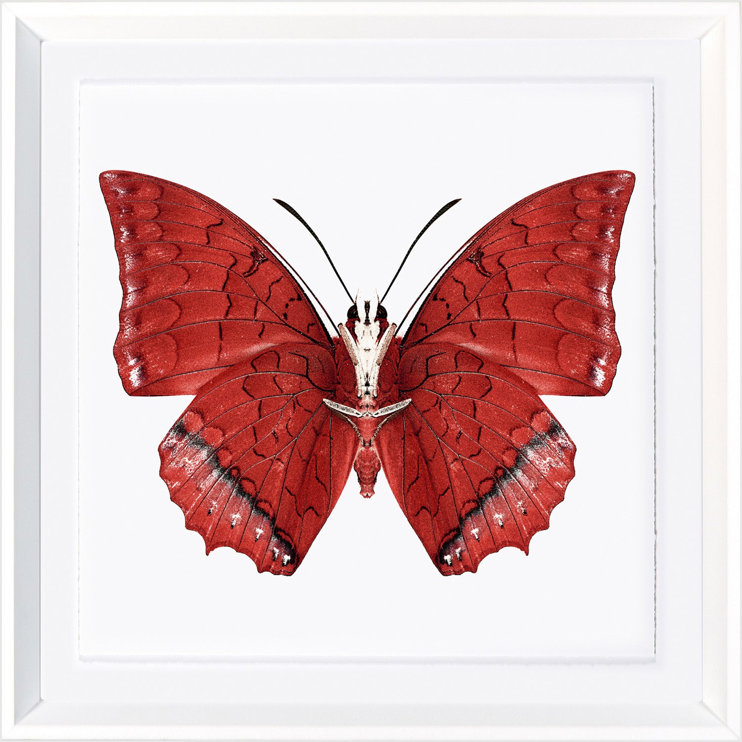 Mariposas vívidas I