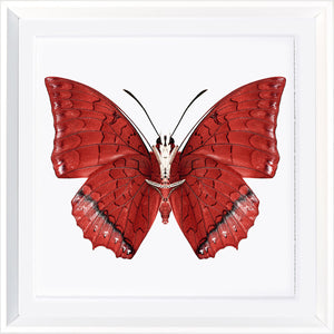 Mariposas vívidas I