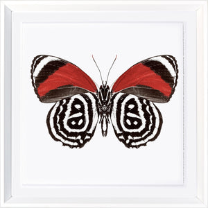 Papillones Vívidos III
