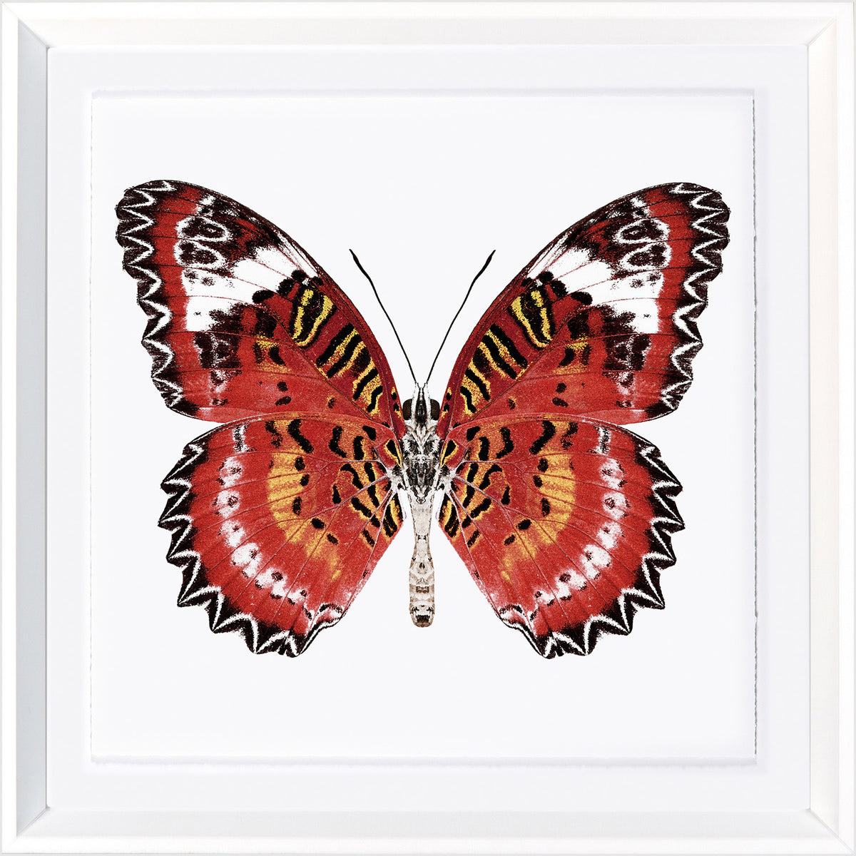 Vívidas Mariposas IV