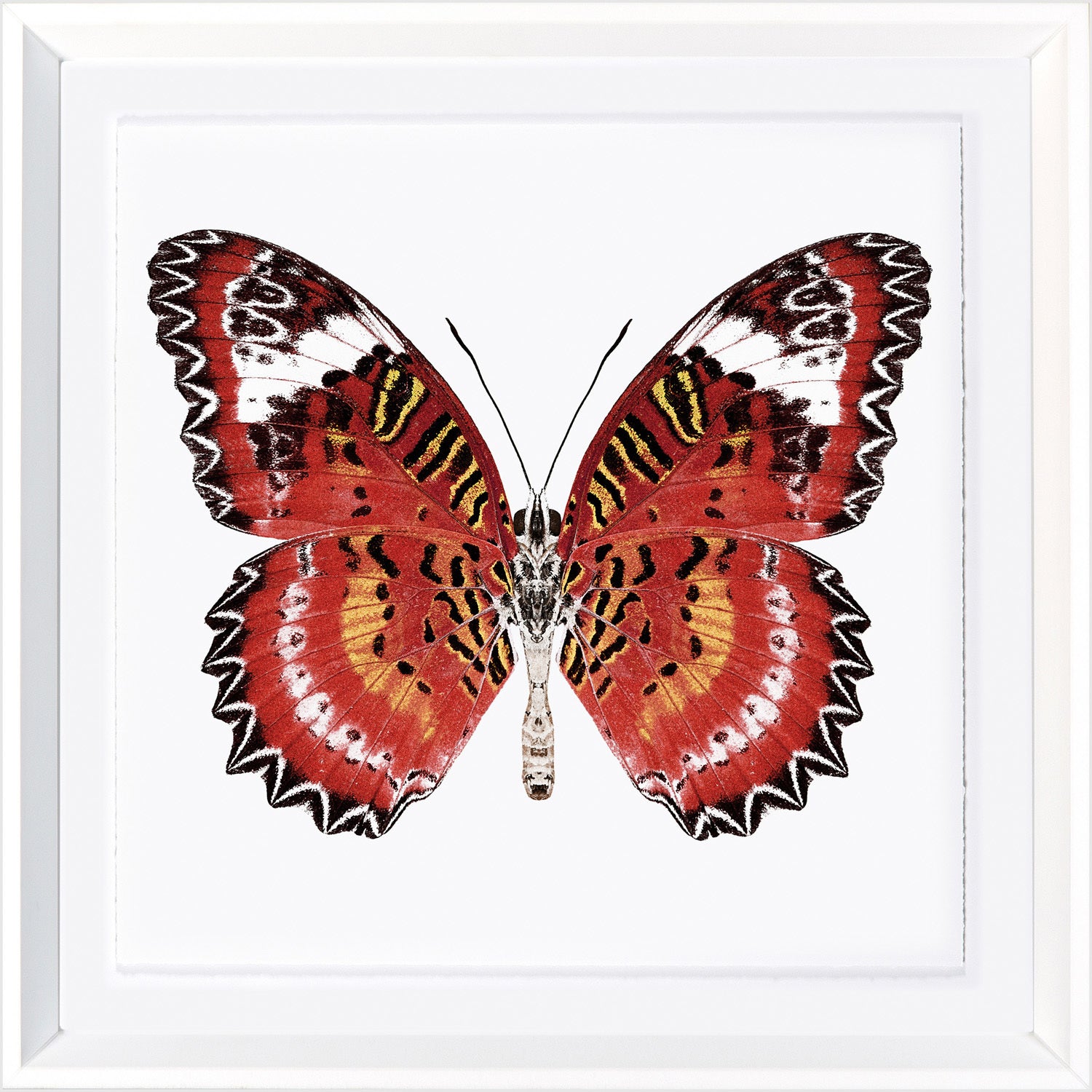 Vívidas Mariposas IV