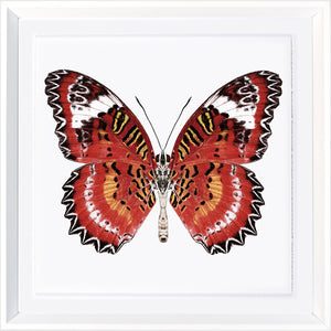 Vívidas Mariposas IV