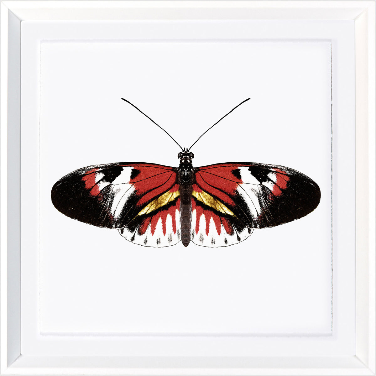 Vívidas Mariposas VII