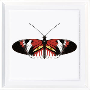Vívidas Mariposas VII