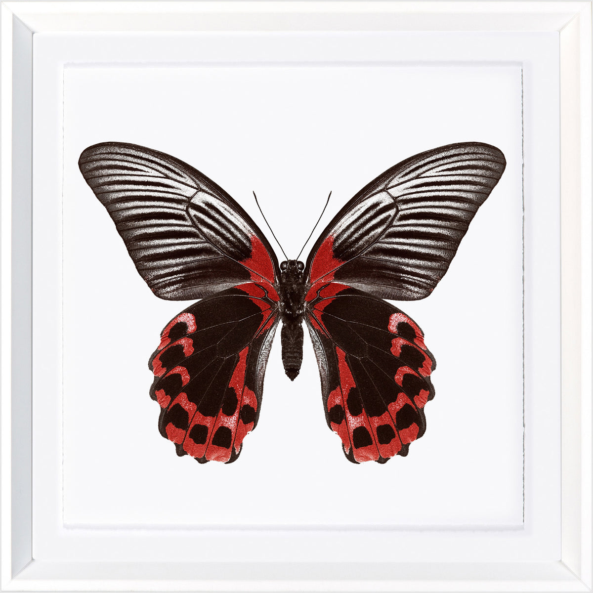 Vívidas mariposas VIII