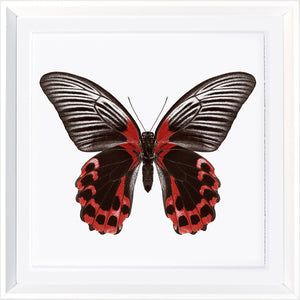 Vívidas mariposas VIII