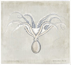 45,25 × 41,25 po