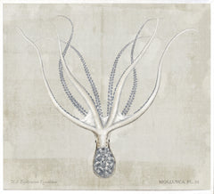 45,25 × 41,25 po