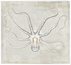 45,25 × 41,25 po