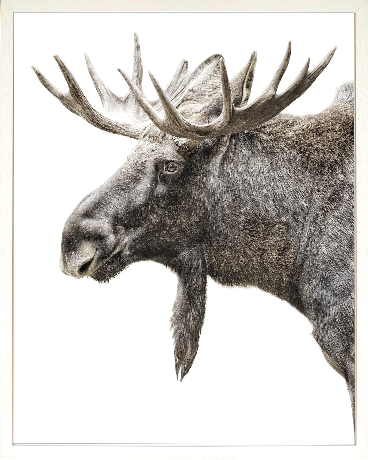 Algonquin Moose wall art featuring a detailed moose head against a white background
