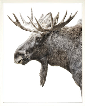 Algonquin Moose wall art featuring a detailed moose head against a white background