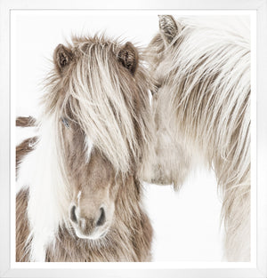 Icelandic Ponies wall art featuring two ponies with long hair on a white background