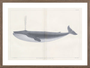 Vintage Whale Series V wall art depicting a blue whale illustration in gray tones.