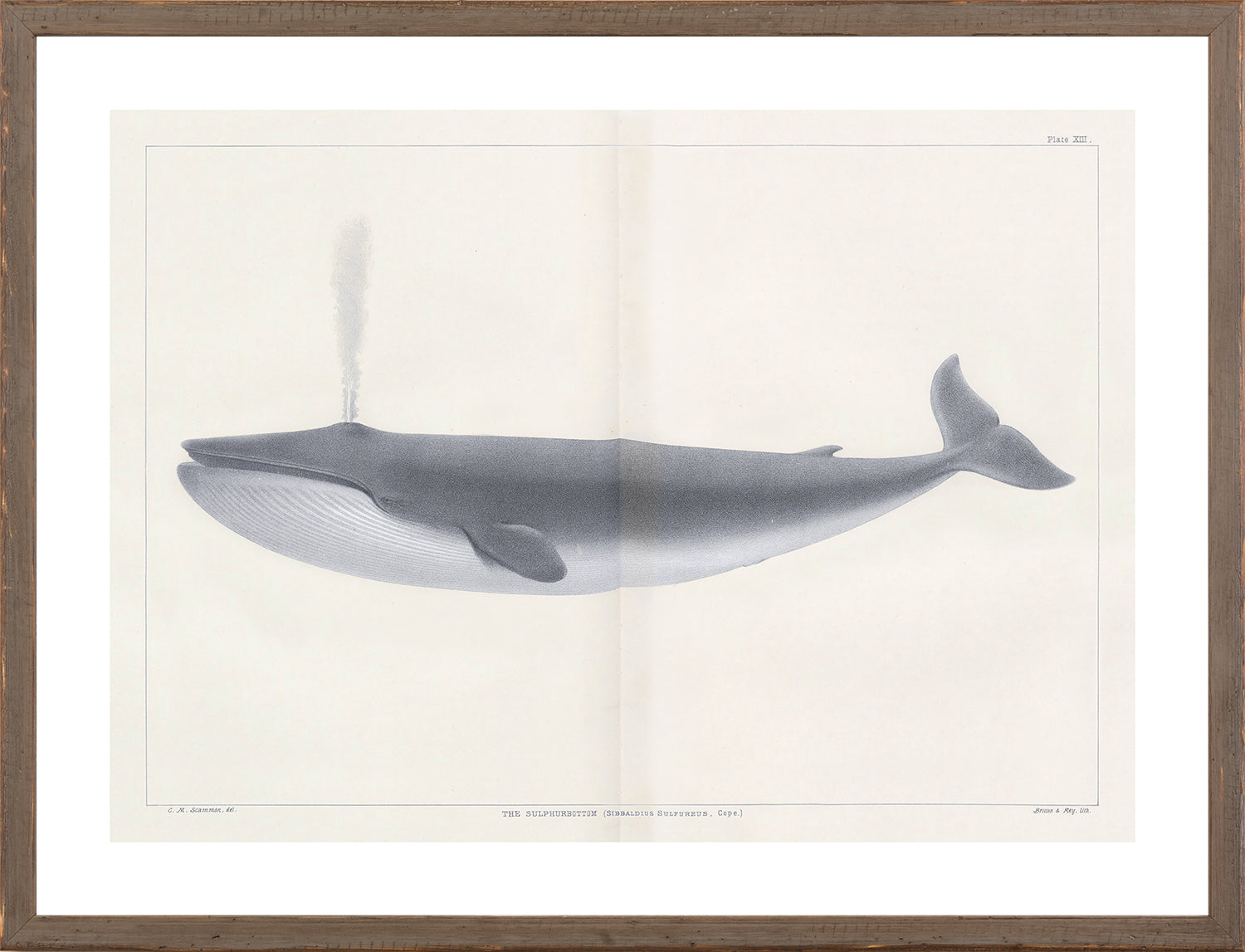 Vintage Whale Series I wall art featuring a detailed illustration of a whale in gray tones.