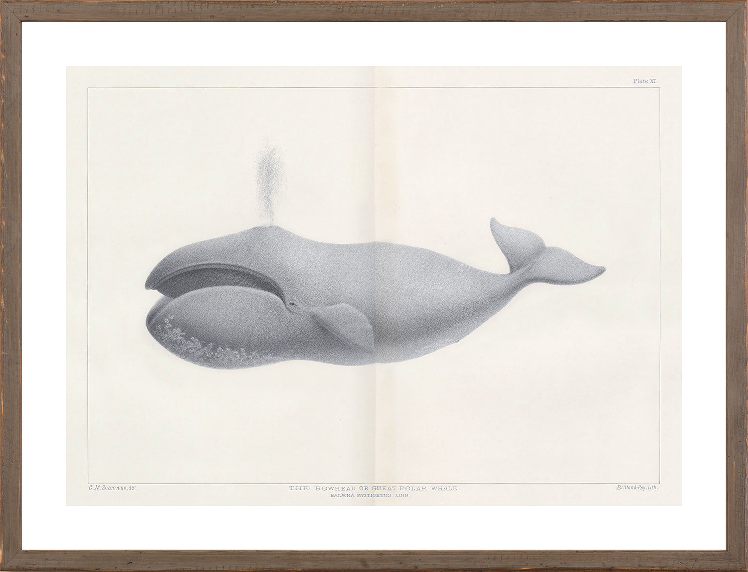 Vintage Whale Series V wall art showcasing a bowhead whale illustration in gray tones.