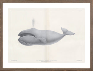 Vintage Whale Series V wall art showcasing a bowhead whale illustration in gray tones.