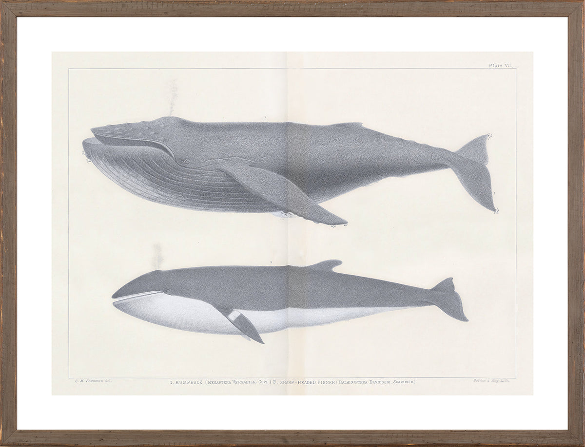 Vintage Whale Series III wall art featuring two whale illustrations in gray tones.