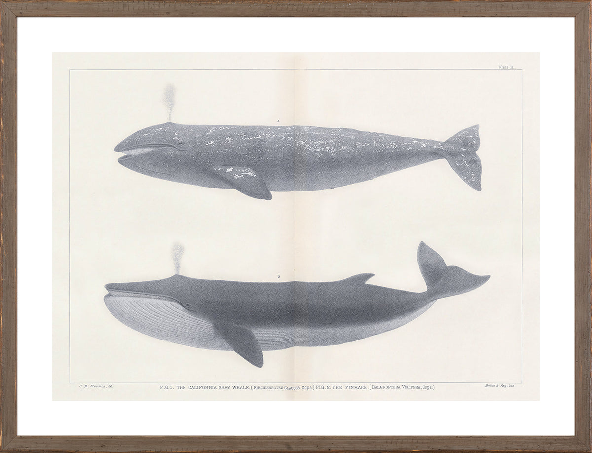 Vintage Whale Series IV wall art featuring two whale illustrations in grayscale on a light background.