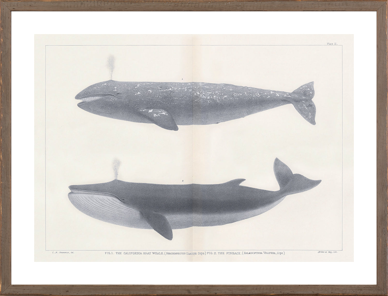 Vintage Whale Series IV wall art featuring two whale illustrations in grayscale on a light background.