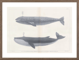 Vintage Whale Series IV wall art featuring two whale illustrations in grayscale on a light background.