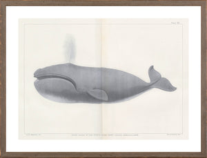 Vintage Whale Series V wall art featuring a right whale illustration in gray tones.