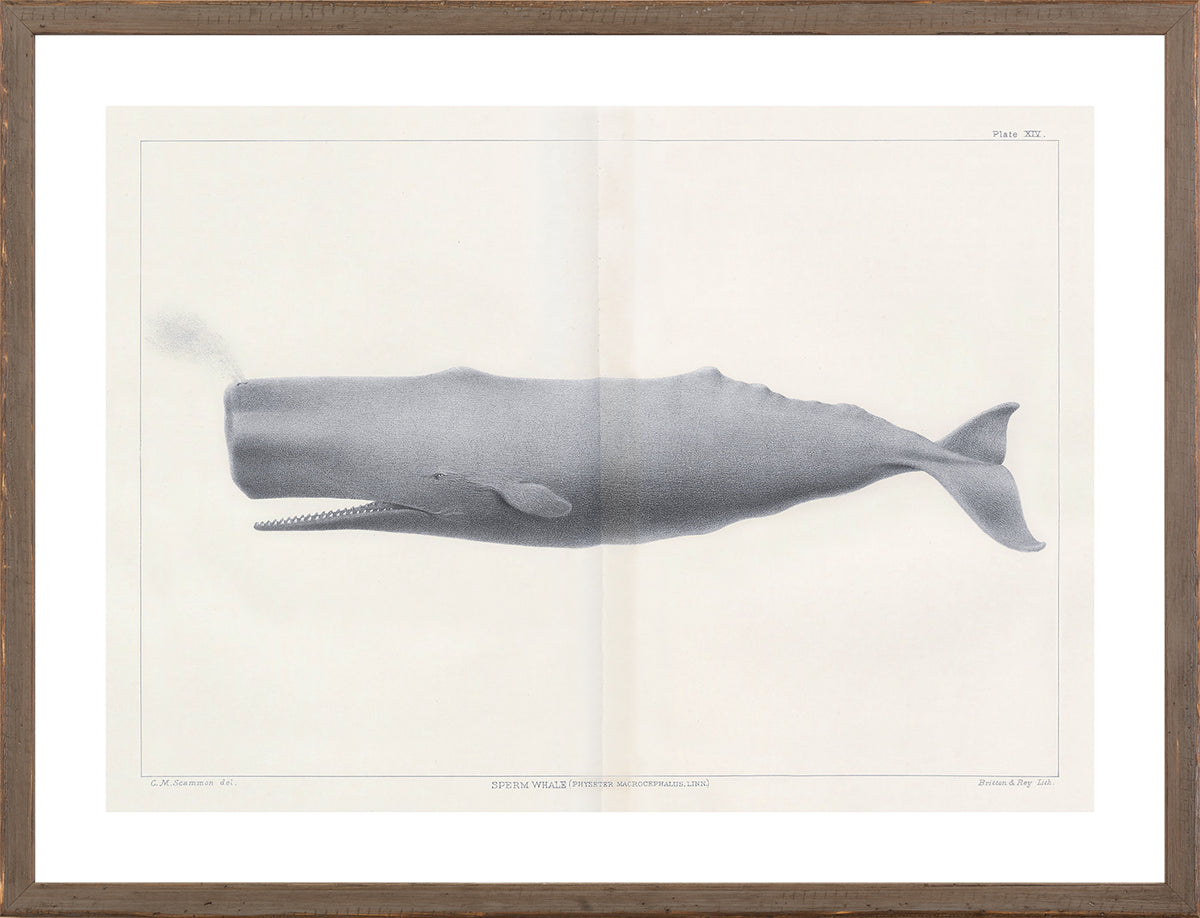 Vintage Whale Series VI wall art featuring a detailed illustration of a sperm whale in gray tones.