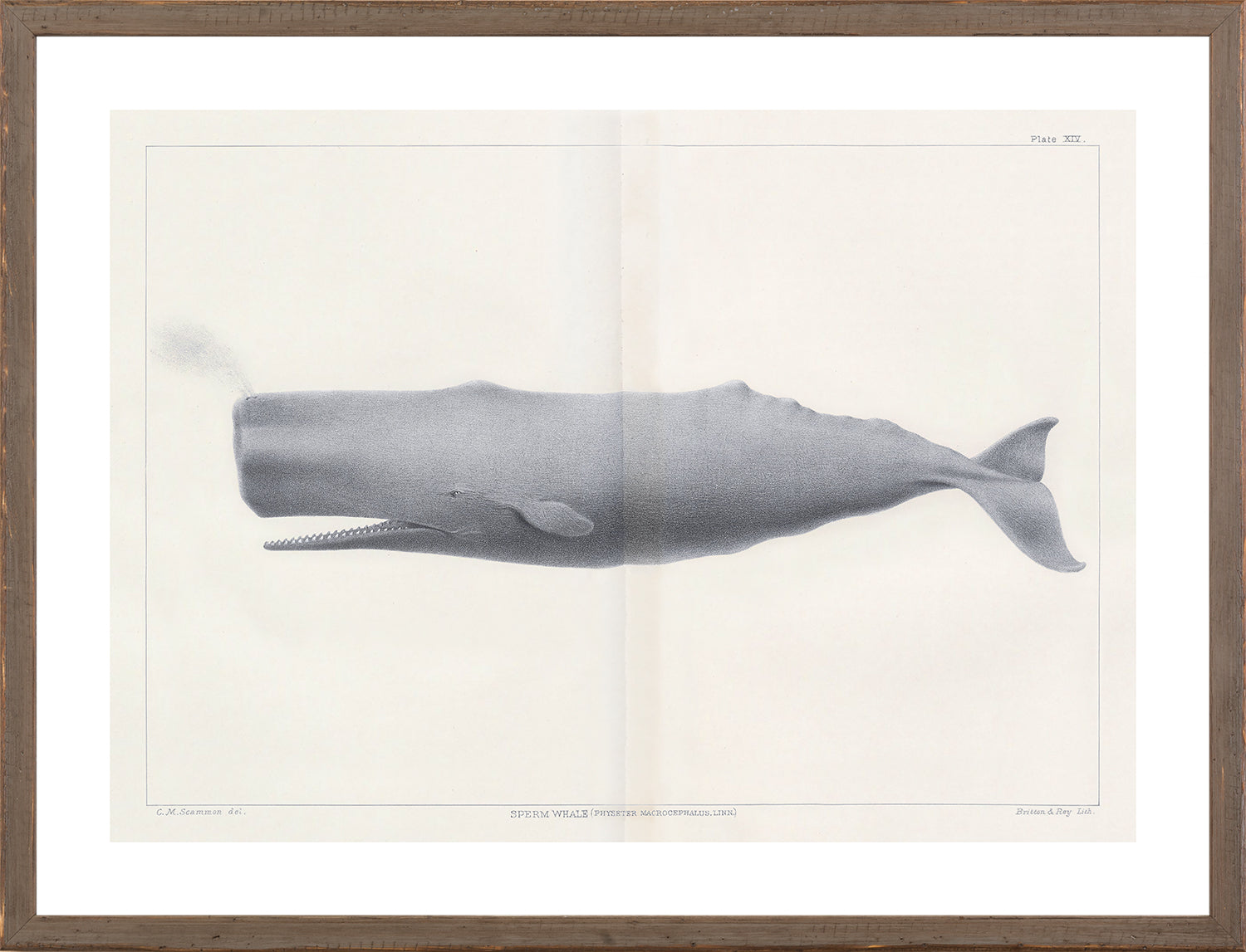Vintage Whale Series VI wall art featuring a detailed illustration of a sperm whale in gray tones.