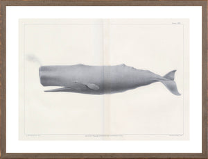 Vintage Whale Series VI wall art featuring a detailed illustration of a sperm whale in gray tones.