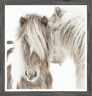 Ponis islandeses
