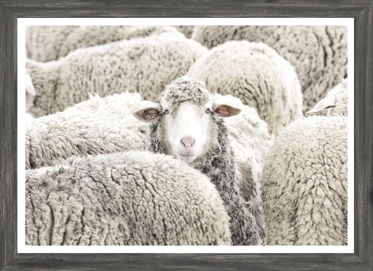 One in the Crowd wall art featuring a sheep surrounded by woolly sheep in soft gray tones.
