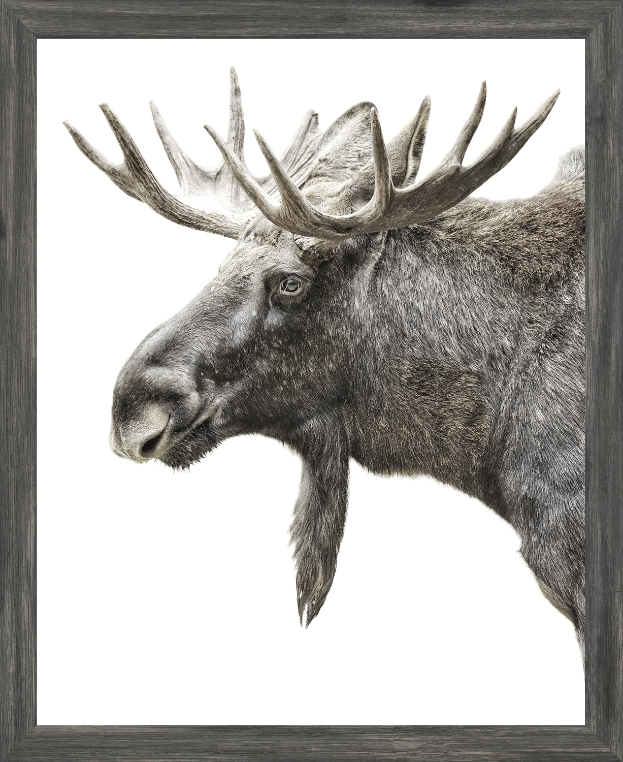 Orignal algonquin